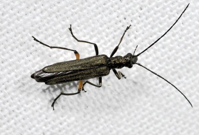 Oedemera dalla Grecia: O. rufofemorata s.s., Oedemeridae